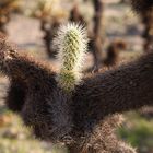 Joshua Tree Park 