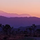 Joshua Tree Road Movie I