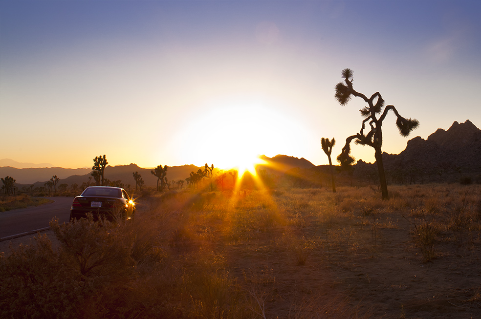 Joshua Tree Road Movie II