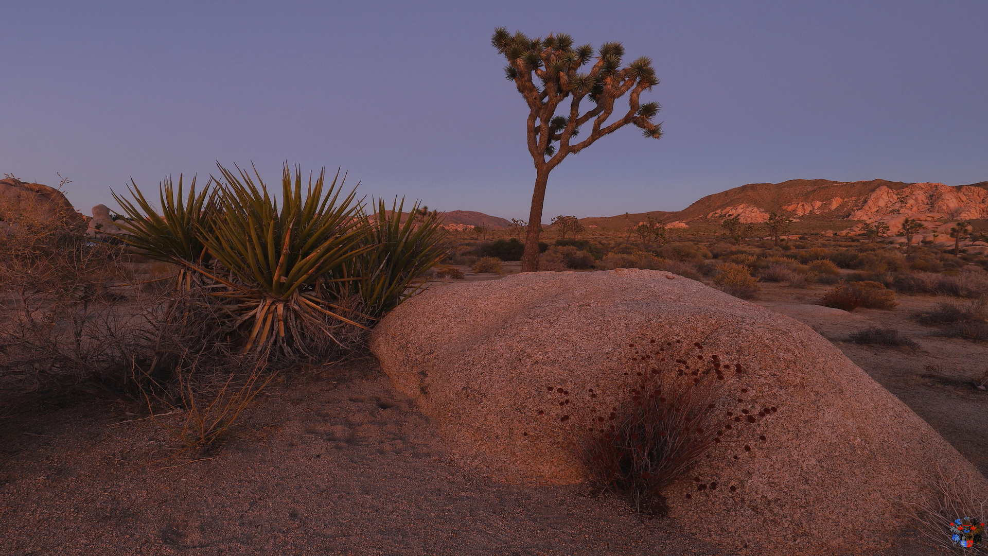 Joshua Tree Sundown 1