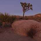 Joshua Tree Sundown 1