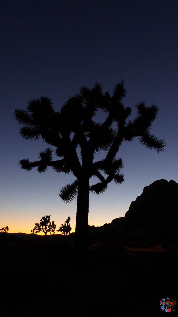 Joshua Tree Sundown 2