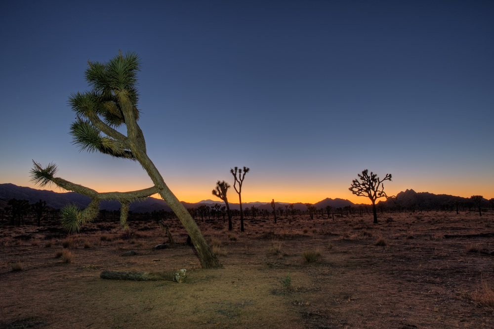 Joshua Tree Sunset