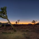 Joshua Tree Sunset