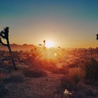 Joshua Tree Sunset