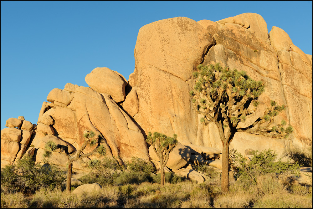 [ Joshua Tree Sunset ]