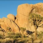 [ Joshua Tree Sunset ]