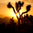 Joshua Tree Sunset