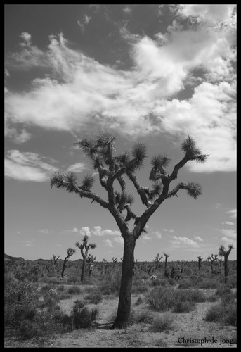 Joshua Tree S/W