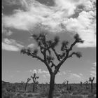 Joshua Tree S/W