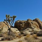 Joshua Tree und Felsen