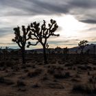 Joshua Trees