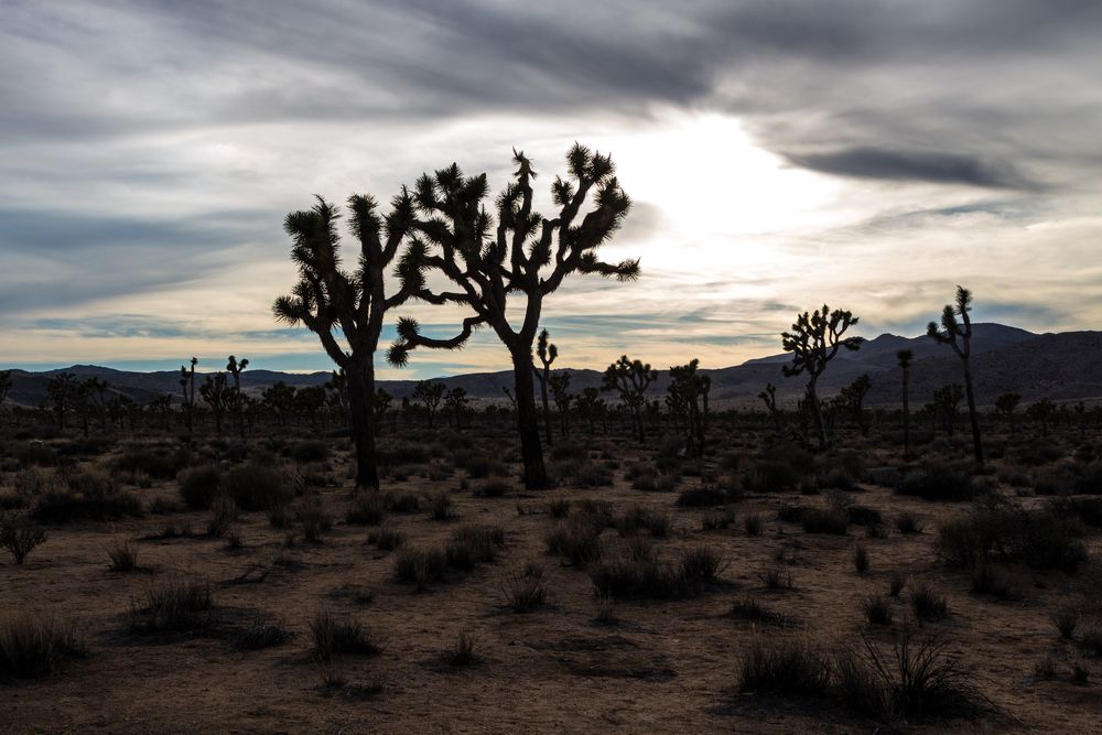 Joshua Trees