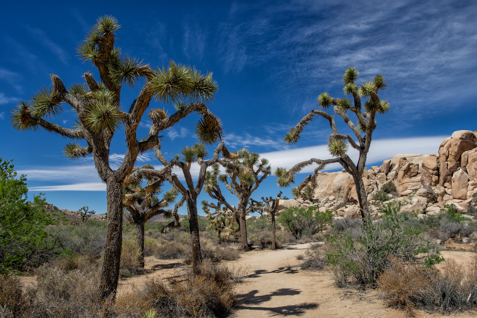 Joshua Trees