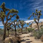 Joshua Trees