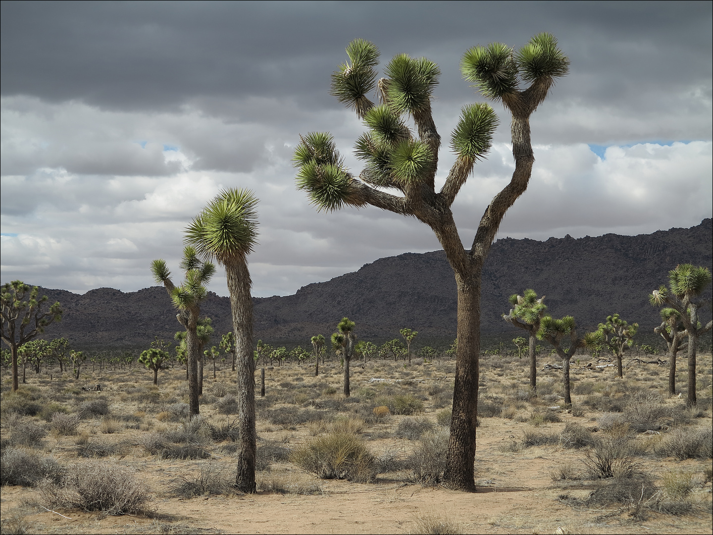 Joshua trees