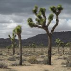 Joshua trees