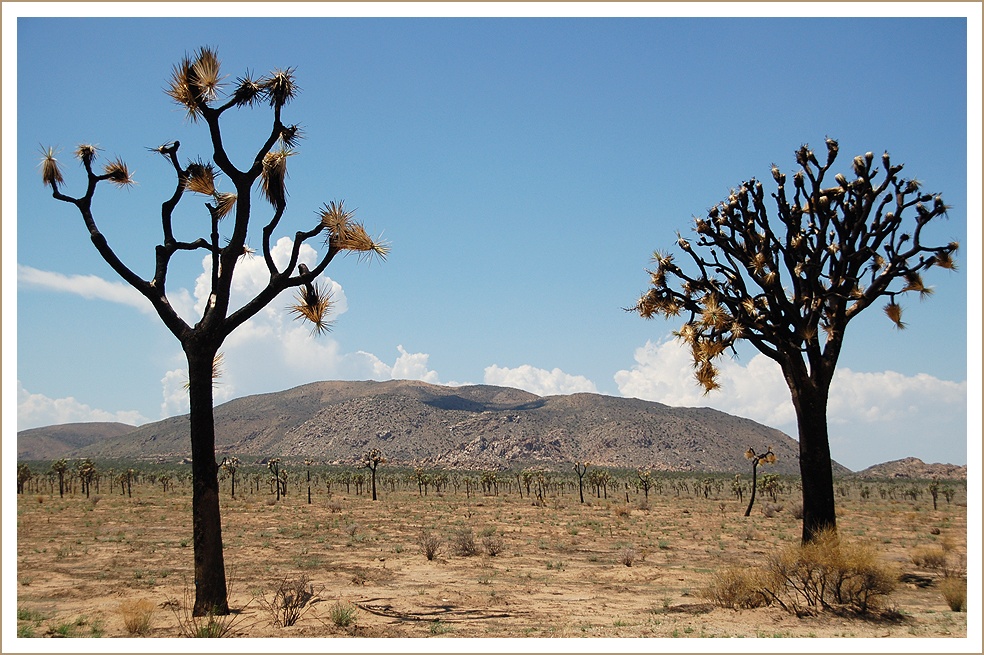 Joshua Trees