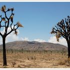 Joshua Trees