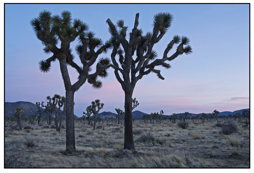 Joshua Trees