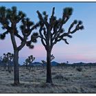 Joshua Trees