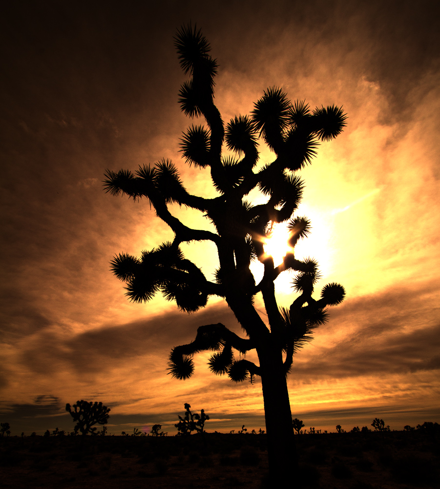 Joshua Tree(s)