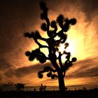 Joshua Tree(s)