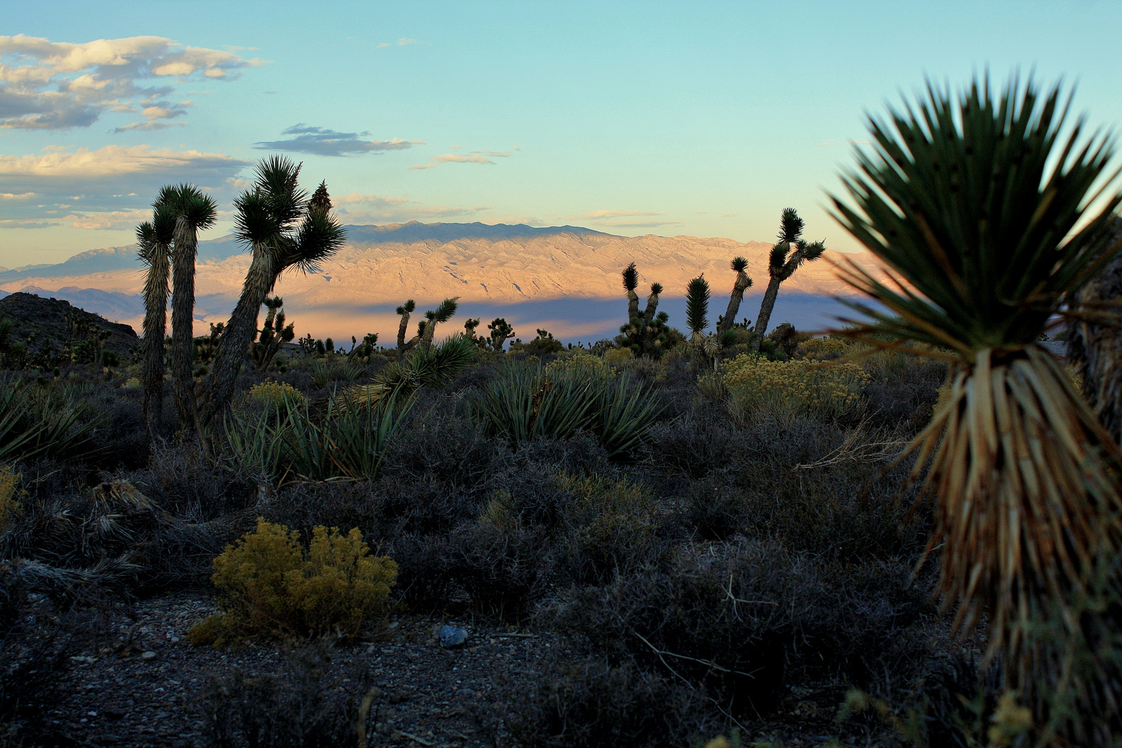 Joshua trees