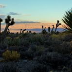 Joshua trees