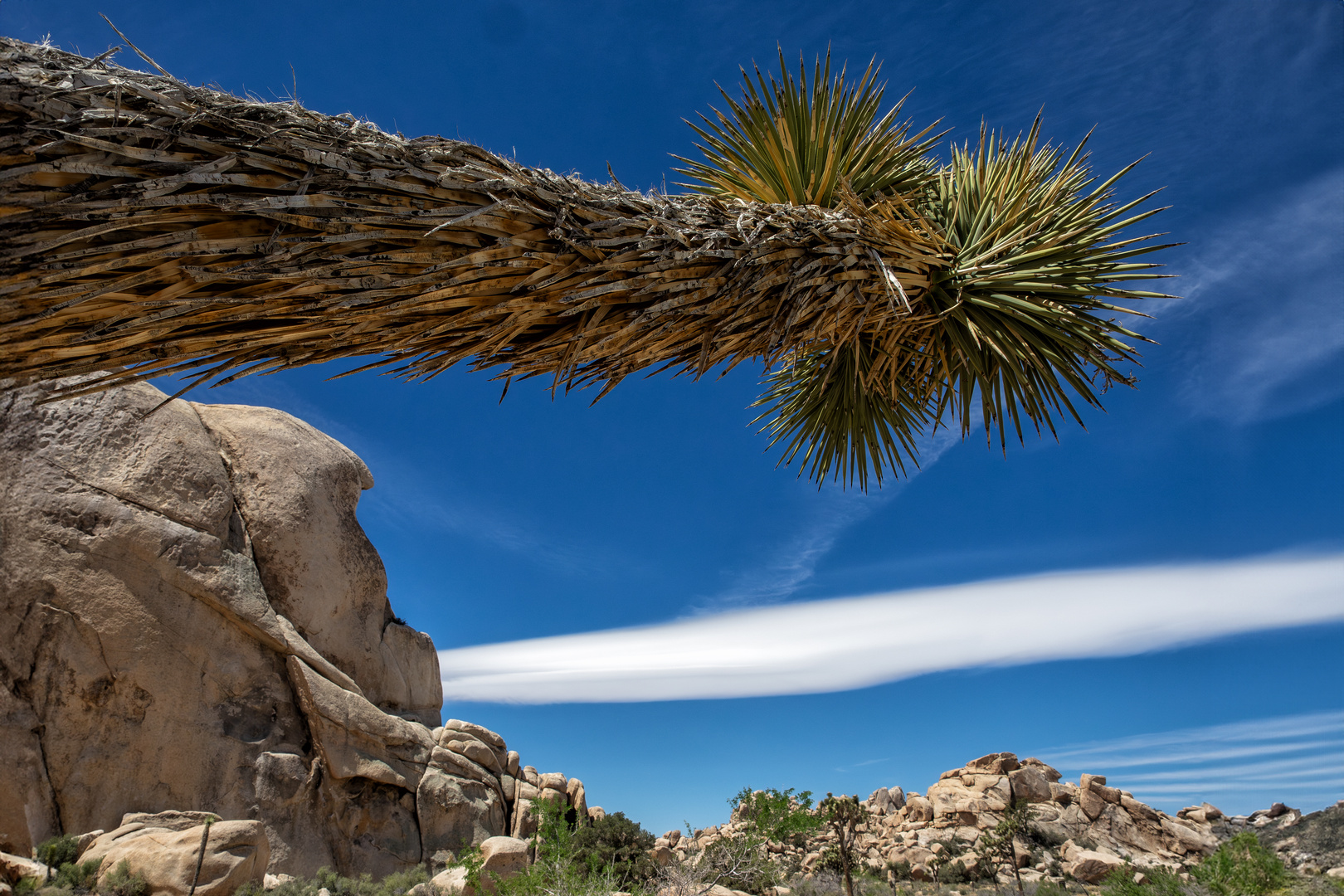 Joshua Trees