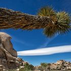 Joshua Trees