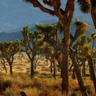 Joshua Trees Day