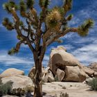 Joshua Trees