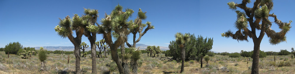 Joshua Trees