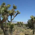 Joshua Trees