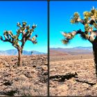 "Joshua Trees" in Death Valley - einer der heißesten Orte der Erde.