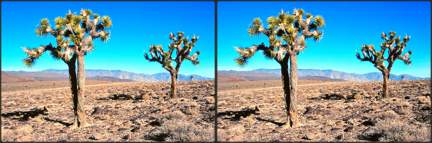 "Joshua Trees" in Death Valley - einer der heißesten Orte der Erde.