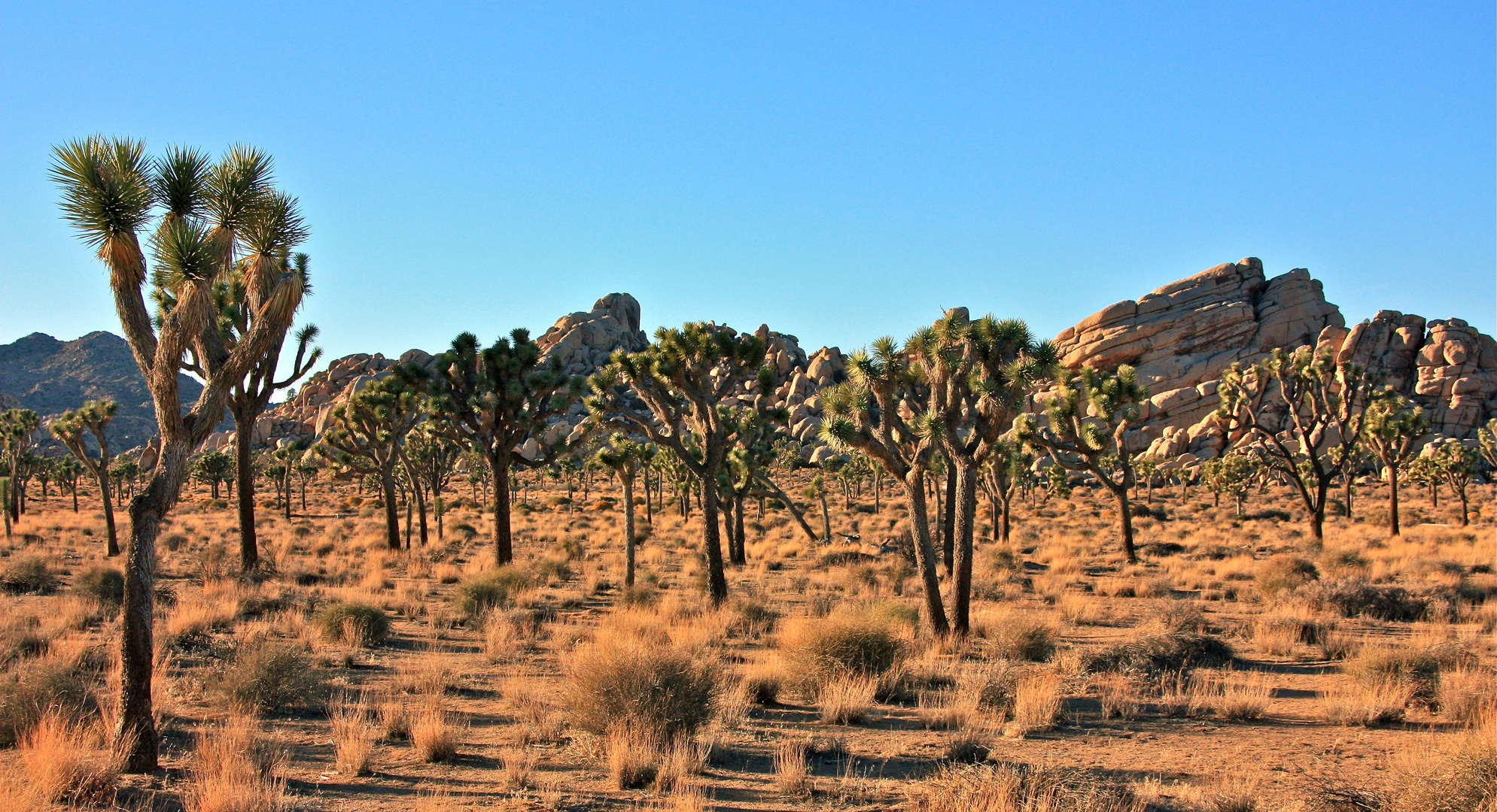 Joshua Trees - Oktober 2012