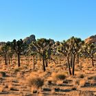 Joshua Trees - Oktober 2012