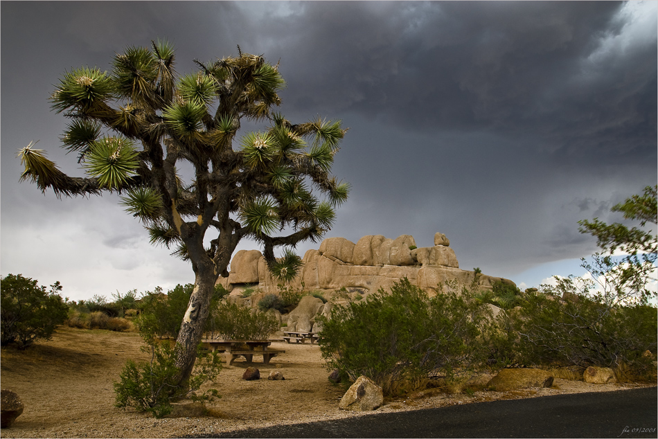 Joshua's Tree