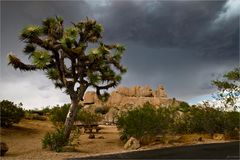 Joshua's Tree