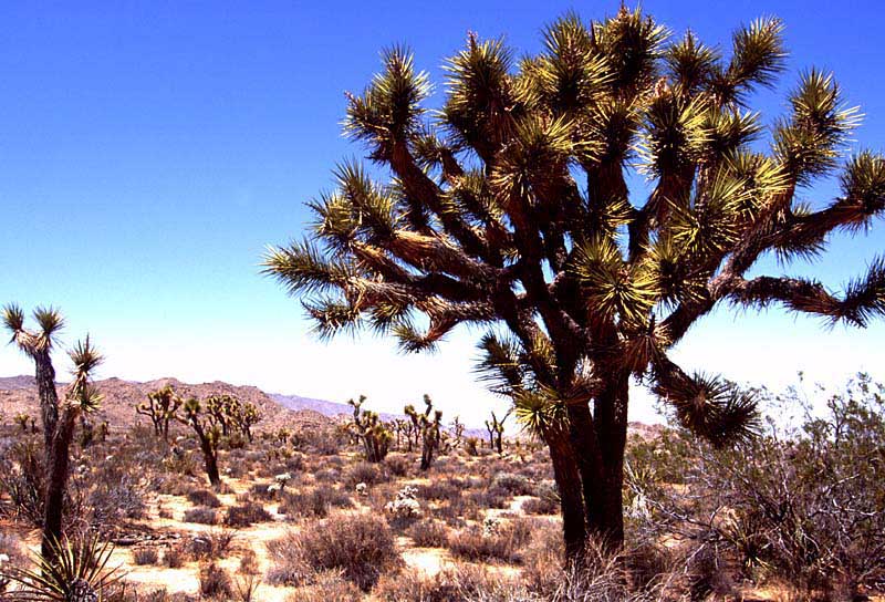 Joshuatree in der Mojavewüste