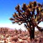 Joshuatree in der Mojavewüste