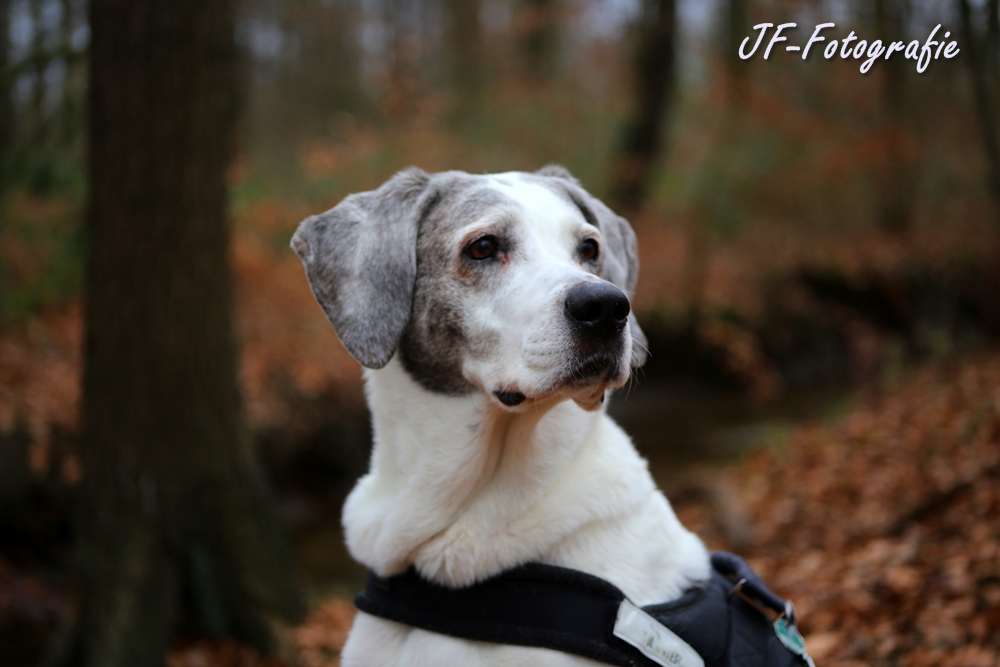 Josi allein im Wald