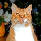 User Profile Photo