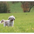 * Josie auf Feldern und Wiesen *