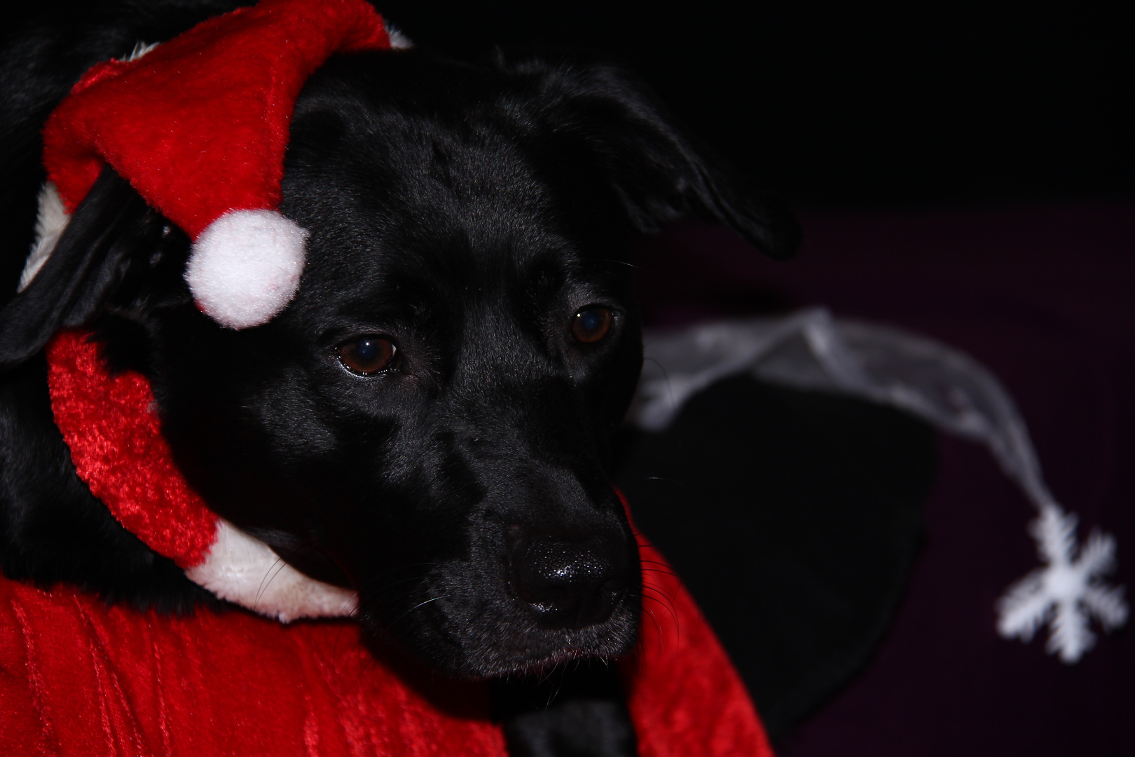 Josie in Weihnachts Stimmung