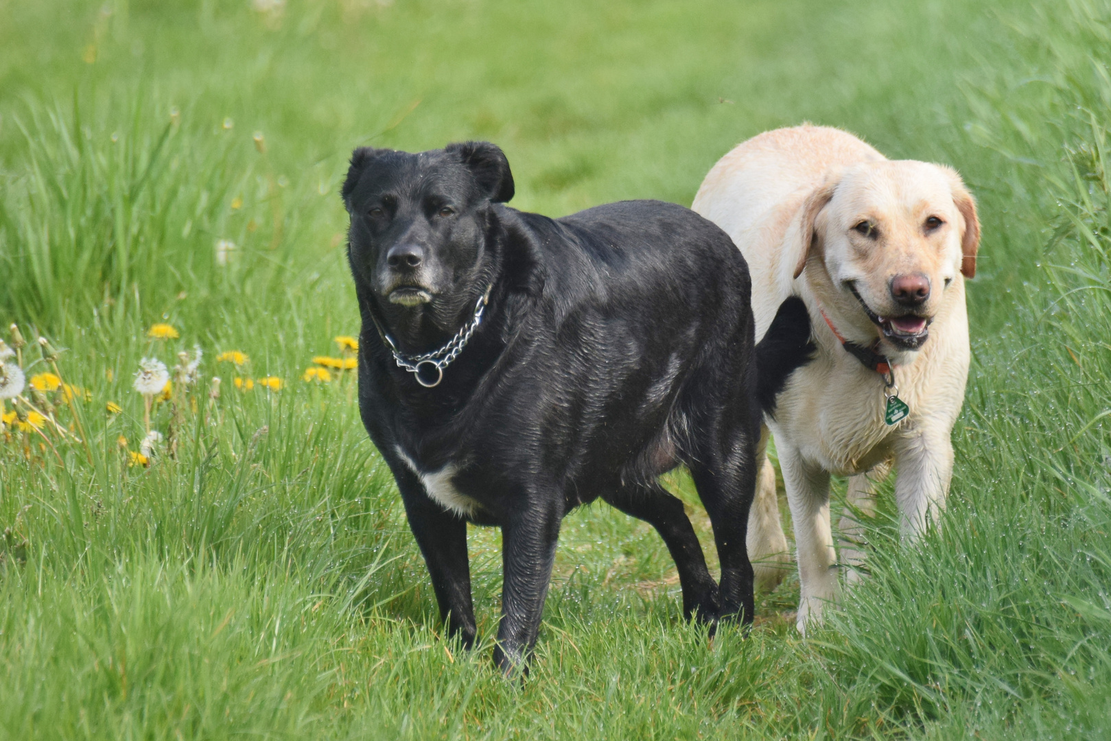 Josie und  Angel 