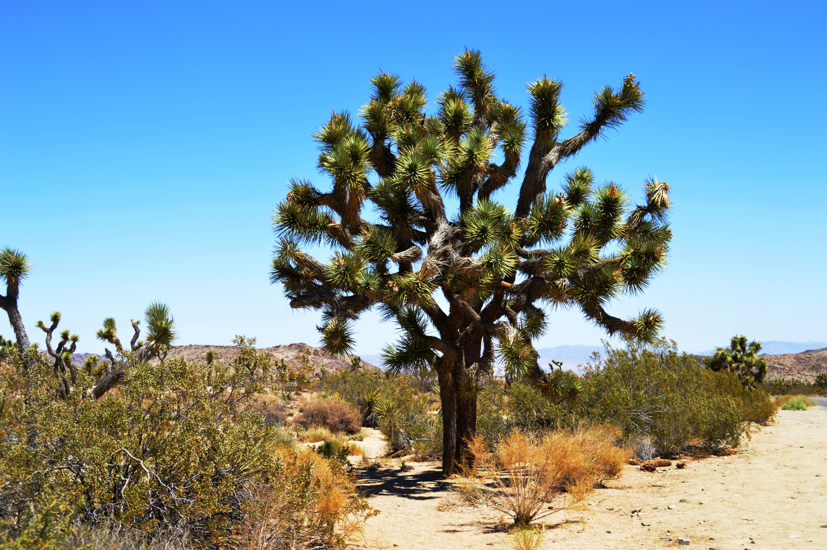 Josua-Palmlilie - Josuabaum, Mojave, Sonora  Joshua-Tree-Nationalparks, Kalifornien / Arizona 