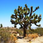 Josua-Palmlilie - Josuabaum, Mojave, Sonora  Joshua-Tree-Nationalparks, Kalifornien / Arizona 